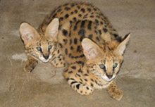 "Grisu" und "Garai" die 3 Monate alten  Serval - Brüder